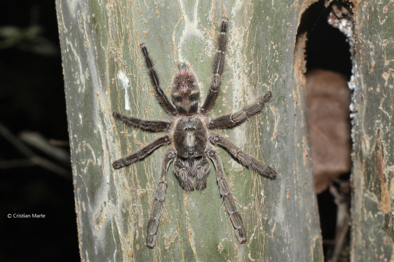 Ejemplar de individuo hembra de Antillena miguelangeli.