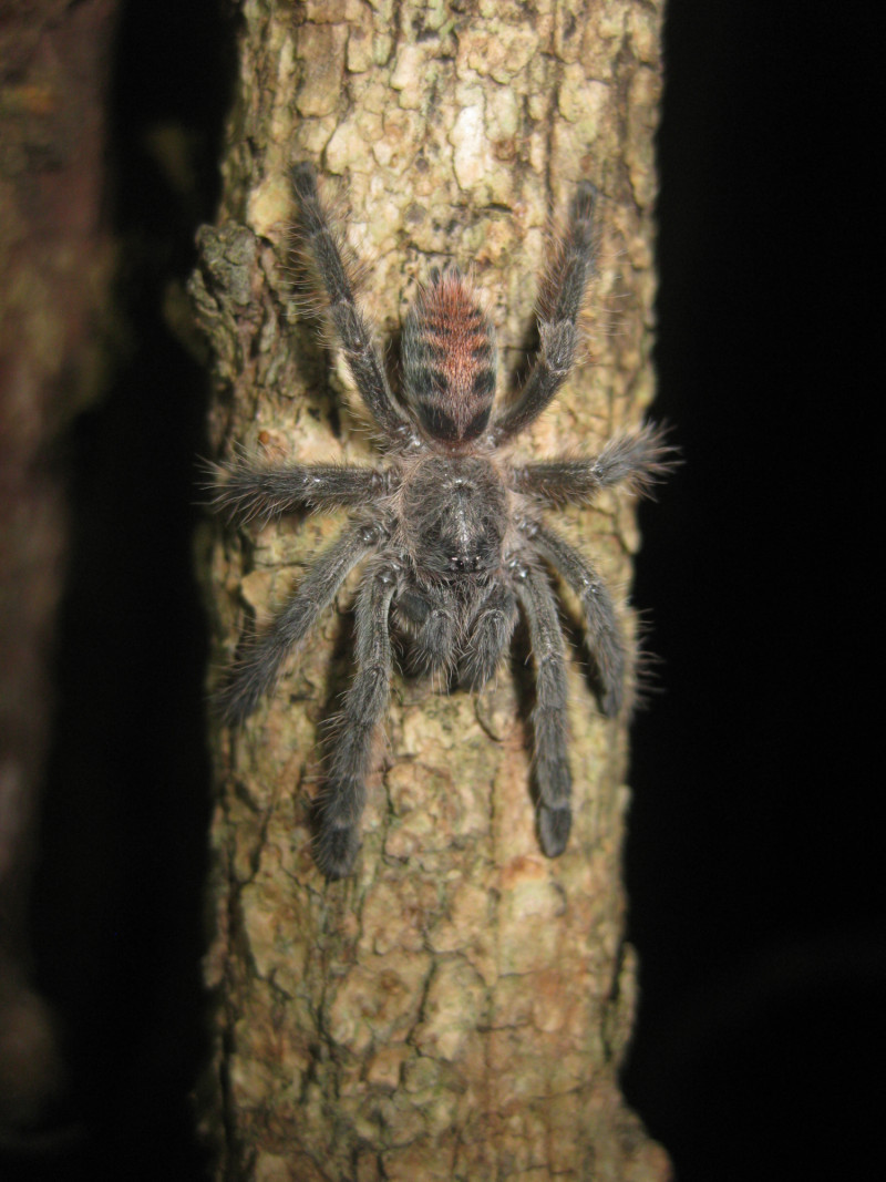 La principal característica de esta araña es su conducta arborícola, la mayoría de las tarántulas son fosoriales.