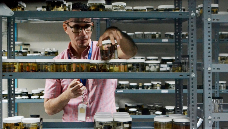 Gabriel de los Santos es el curador de la colección de áracnidos del Museo Nacional de Historia Natural (MNHN).