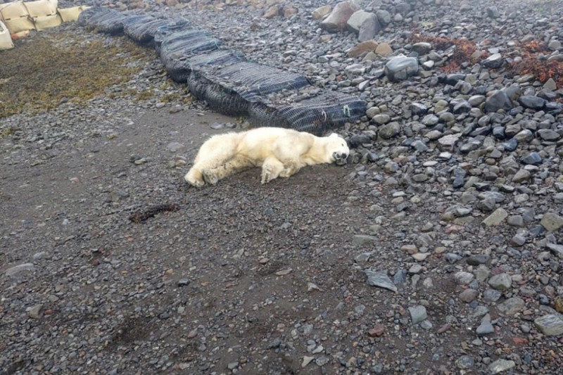 Esta foto muestra a un oso polar que fue abatido por la policía después de ser considerado una amenaza para las personas cercanas, dijeron las autoridades, en Westfjords, Islandia, el jueves 19 de septiembre de 2024. El oso fue abatido cerca de una casa de verano en Westfjords, en el extremo noroeste de Islandia.