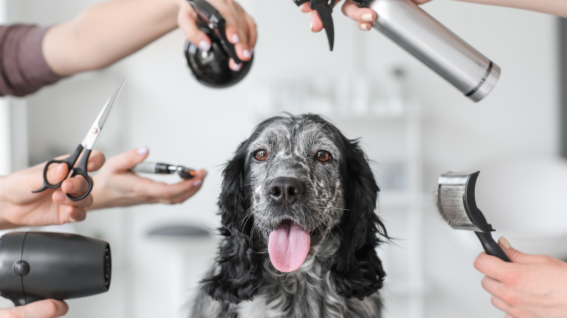 Los perros cada cierto tiempo deben ser llevados a un lugar especializado para un buen baño.