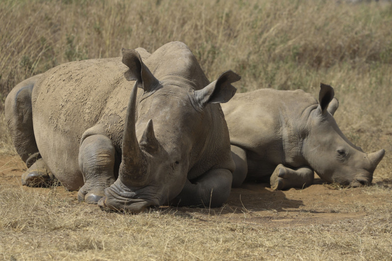 Una rinoceronte y su cría, una especie amenazada según la Unión Internacional para la Conservación de la Naturaleza, en el Parque Nacional Nairobi el miércoles 18 de septiembre de 2024