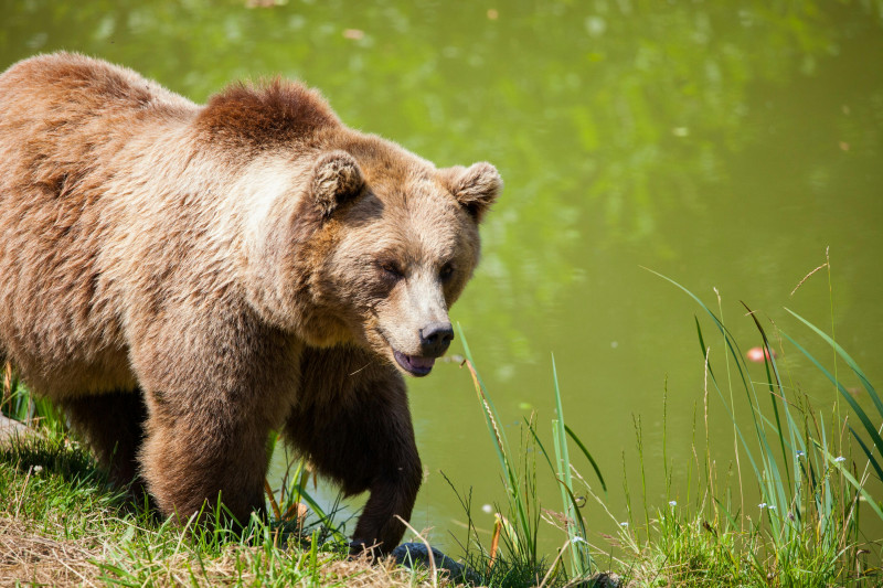 Imagen ilustrativa de oso pardo.