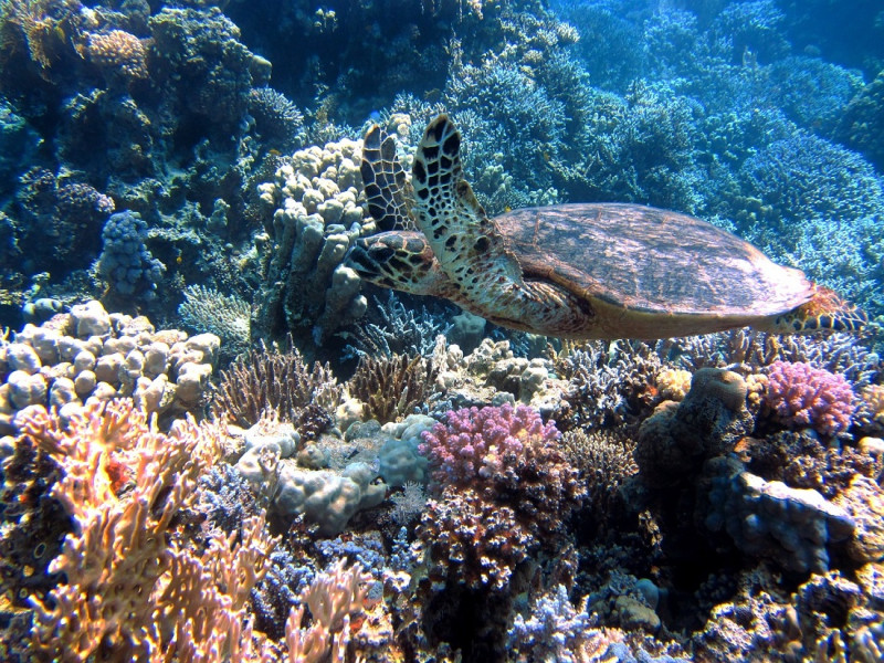 Para el estudio se recolectaron y estudiaron 27 muestras de coral de cuatro especies.