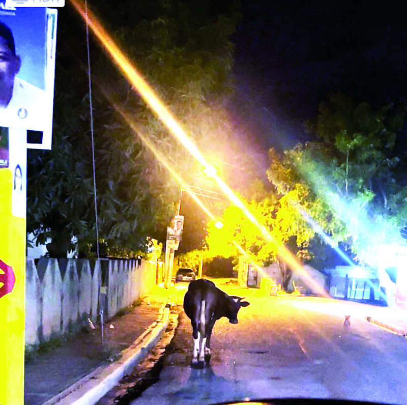 Es común que los animales sueltos deambulen por las calles en estas comunidades.