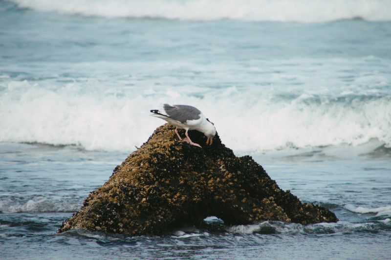 Ave en Islas Galápagos