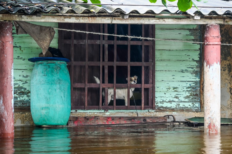 Un perro dentro de una casa inundada es visto después del paso del huracán Helene en Guanimar, provincia de Artemisa, Cuba, el 25 de septiembre de 2024.