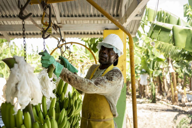 Productores dominicanos afiliados en la Asociación Dominicana de Productores de Banano aspiran a que se les otorgue un permiso de trabajo a 250,000 obreros haitianos.