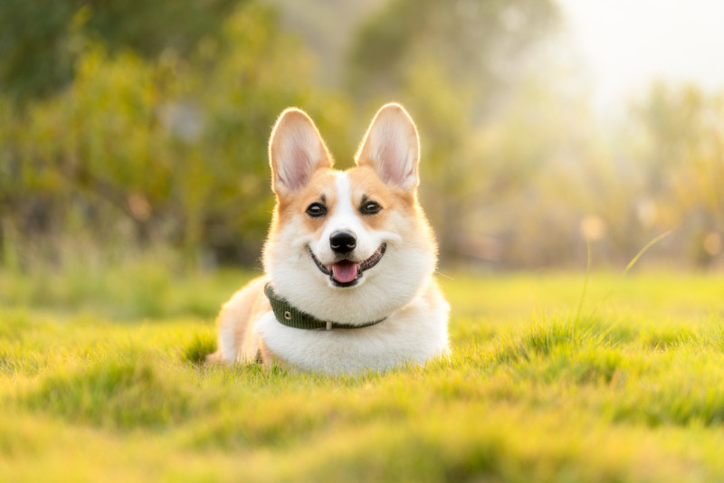 Fotografía muestra a un perro.