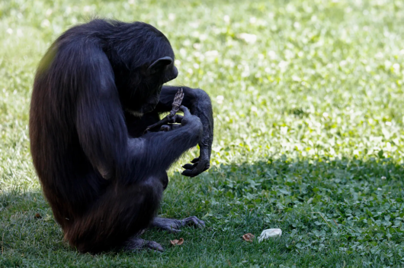 Natalia, la chimpancé del Bioparc de Valencia