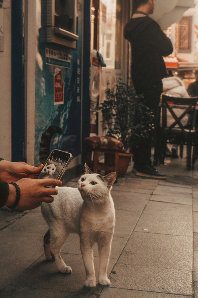 El uso de los teléfonos móviles ha hecho que los animales callejeros también puedan aparecer en redes sociales. Foto: Gökhan Yetimova