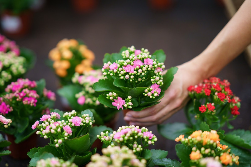 El público podrá adquirir plantas, flores, semillas, frutas e implementos agrícolas y de jardinería.