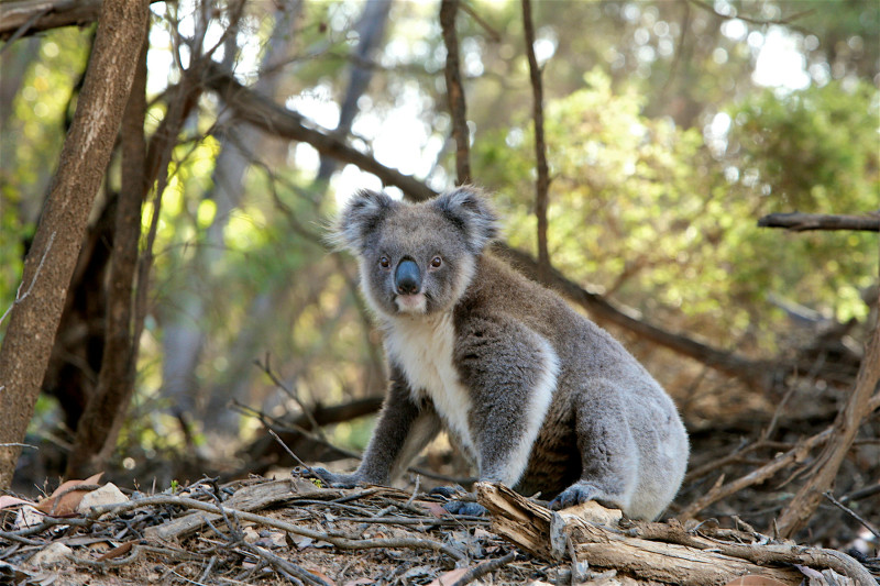 Imágen ilustrativa de Koalas