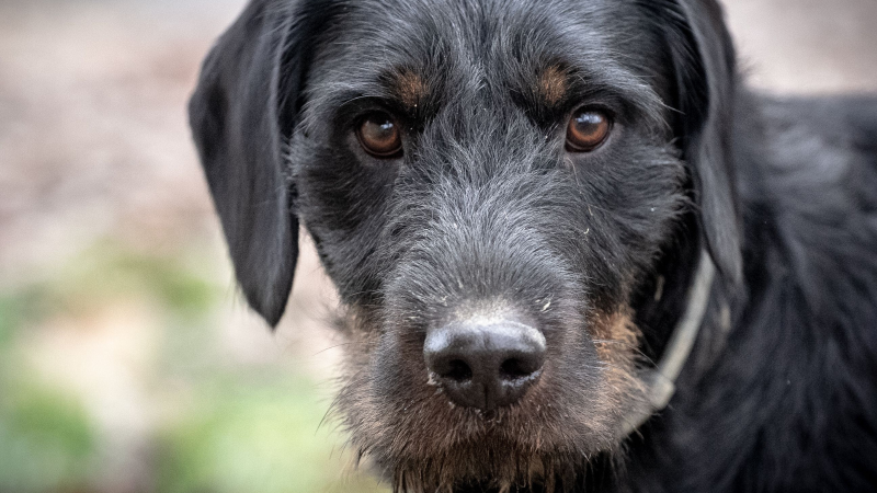 Perrita perdida en Georgia