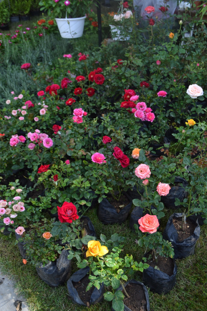 Festival Nacional de Plantas y Flores