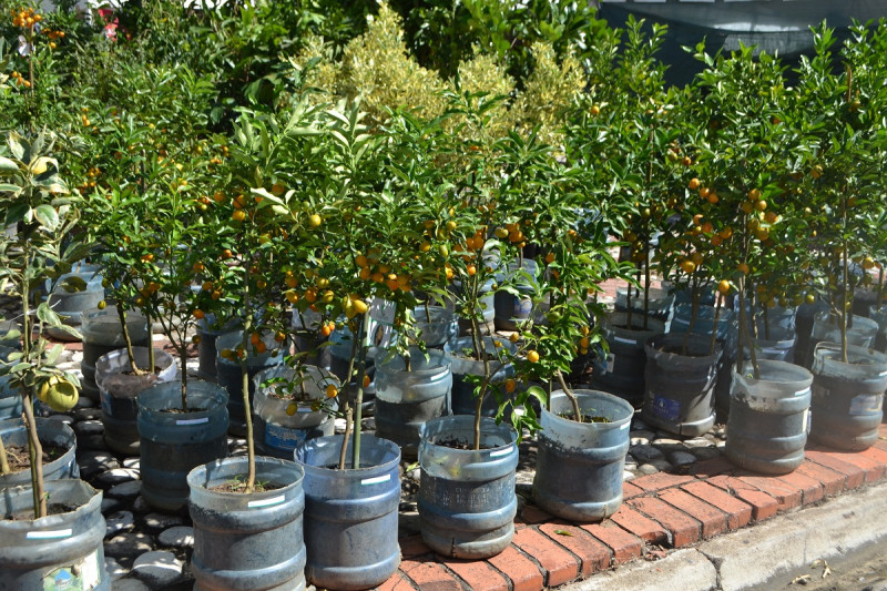 Festival Nacional de Plantas y Flores