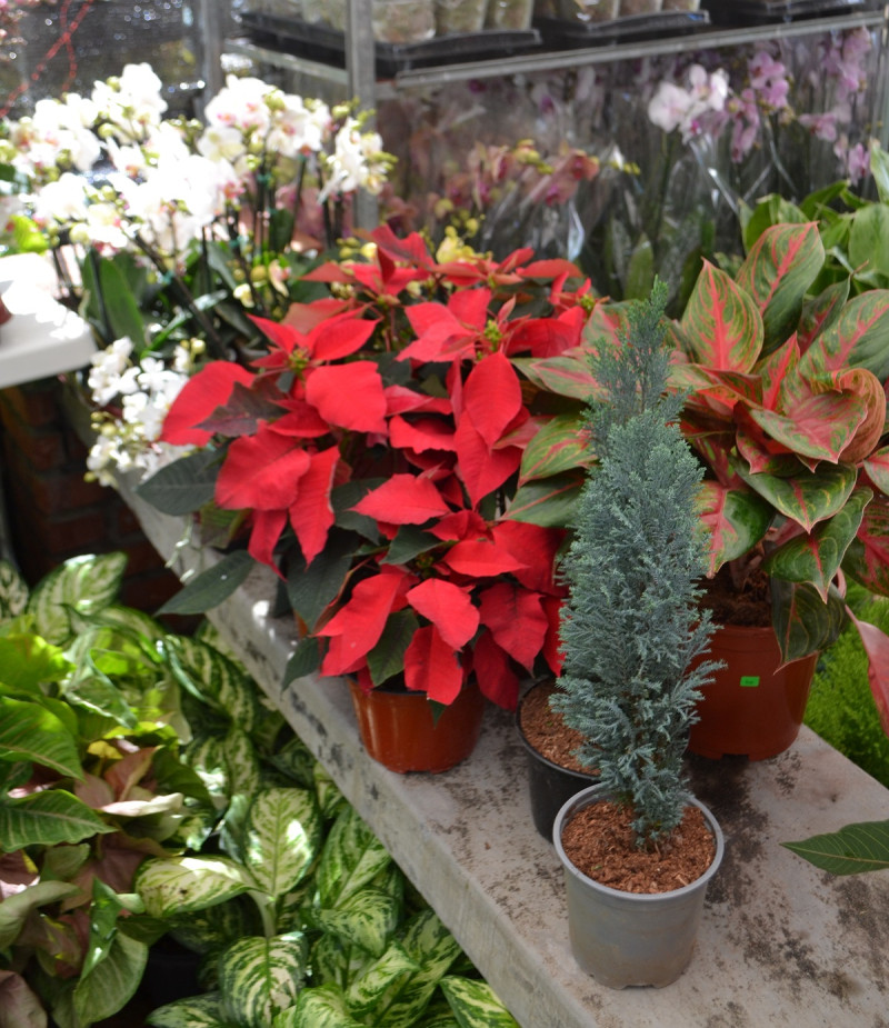 Festival Nacional de Plantas y Flores