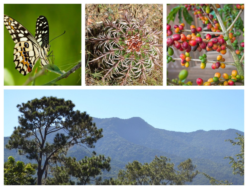 El Marco Global de Biodiversidad Kunming-Montreal (MGB) es un plan estratégico que define los objetivos y metas para detener y revertir la pérdida de biodiversidad para el 2030.