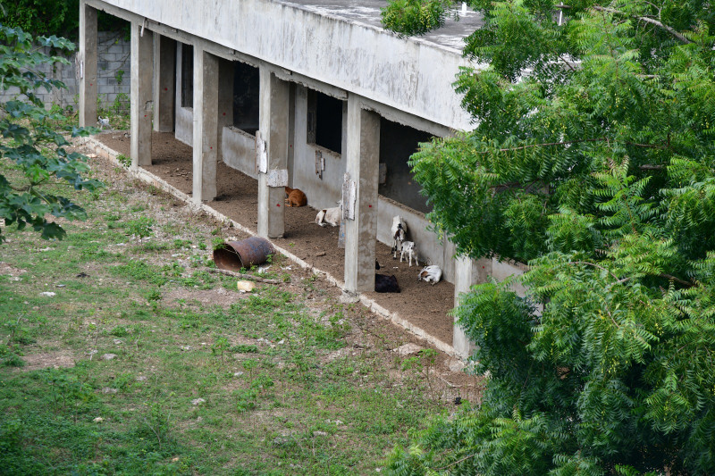 En lugar de alumnos y profesores, las escuelas de La Caleta, a medio construir, acogen a vacas y chivos, mientras crece la maleza en su interior.