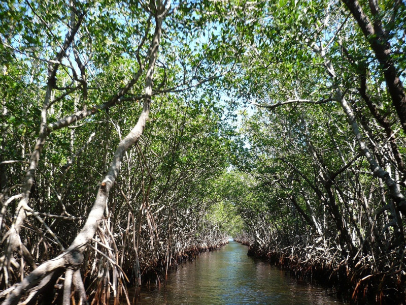 La COP16 debe dejar un legado importante para la protección de estos ecosistemas pues el tiempo apremia y pronto se viviría un “suicidio ambiental”.