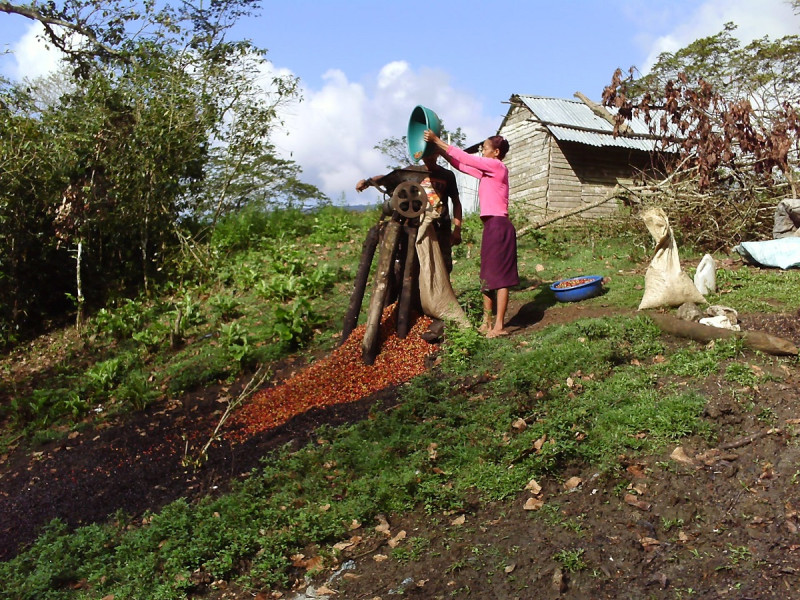 La organización impacta con sus proyectos a unas 1,193 familias en 54 comunidades ubicadas en zonas de montaña y de llanura en las provincias Independencia, Barahona, Bahoruco, Azua y San Juan.