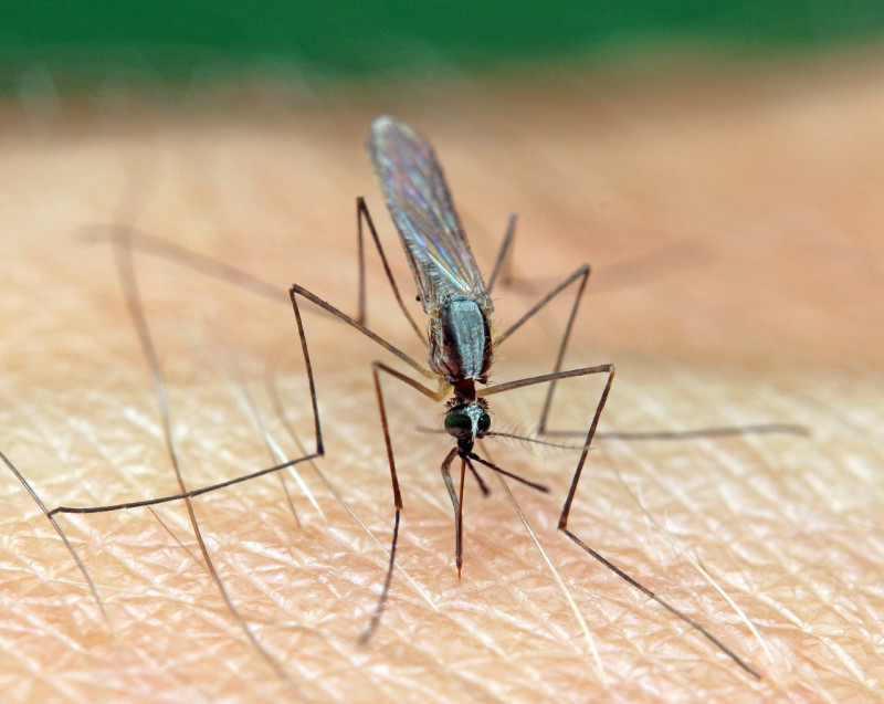 La malaria se transmite por la picadura del mosquito Anopheles.