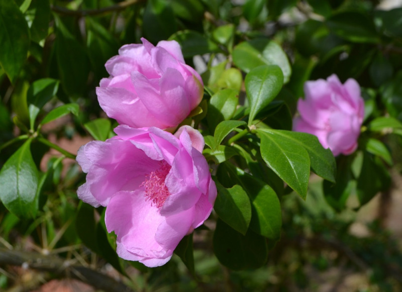 La Rosa de Bayahíbe fue designada como flor nacional en el año 2011.