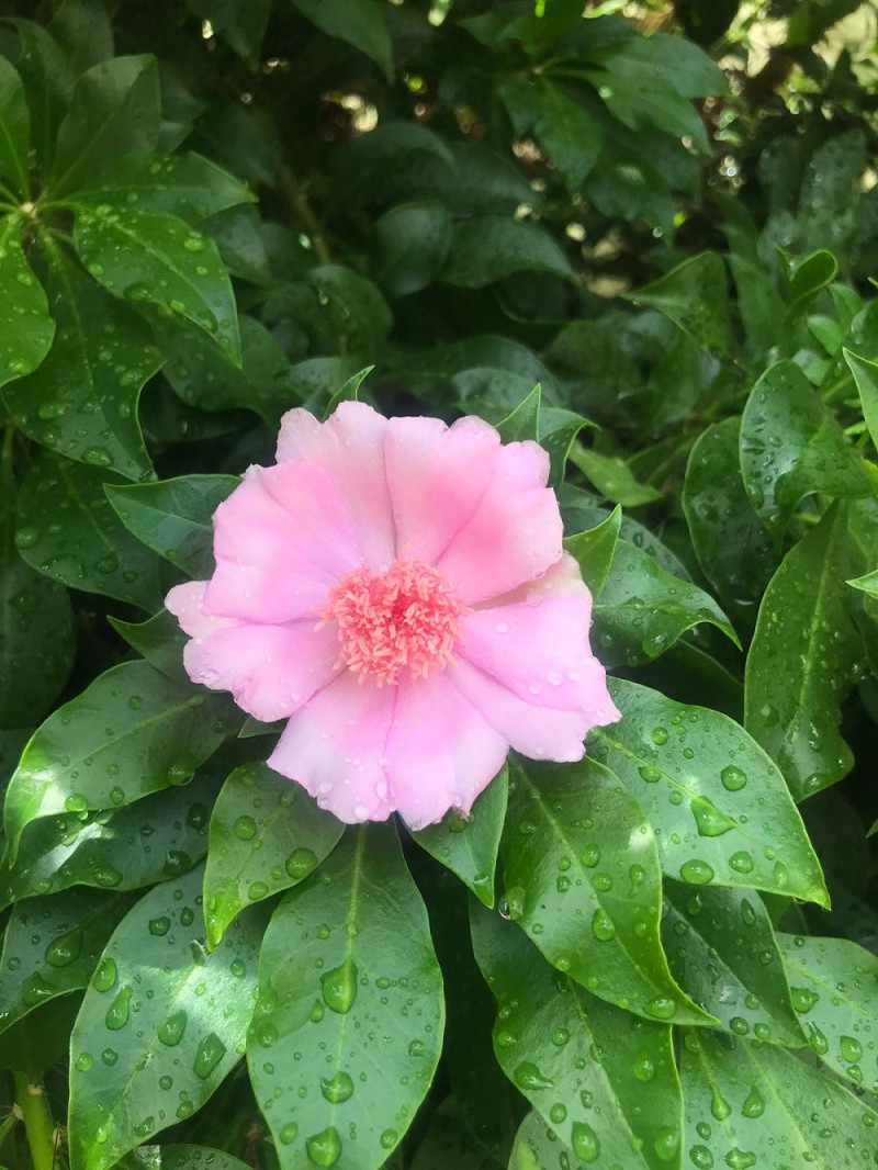 Flor masculina de L. quisqueyana