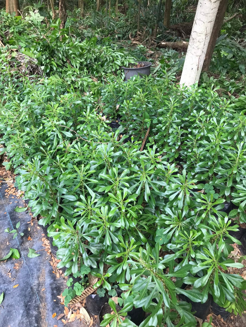 Plantas de Rosa de Bayahíbe