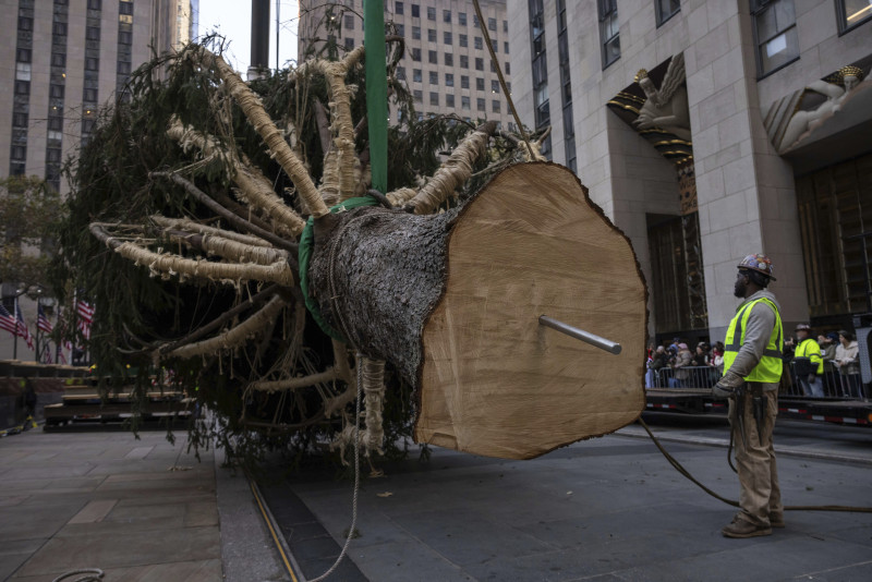 Una estaca se clava en la base del árbol de Navidad del Rockefeller Center