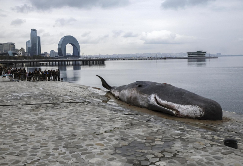 Una instalación que representa una ballena varada del colectivo de arte belga 'Captain Boomer' se muestra en un terraplén durante la Conferencia de las Naciones Unidas sobre el Cambio Climático (COP29) en Bakú, Azerbaiyán.