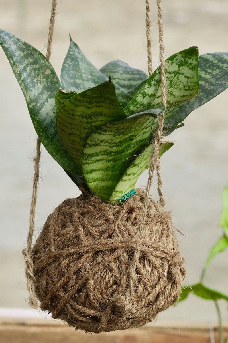 Diferente. ¡Un kokedama de lengua de vaca o lengua de suegra!