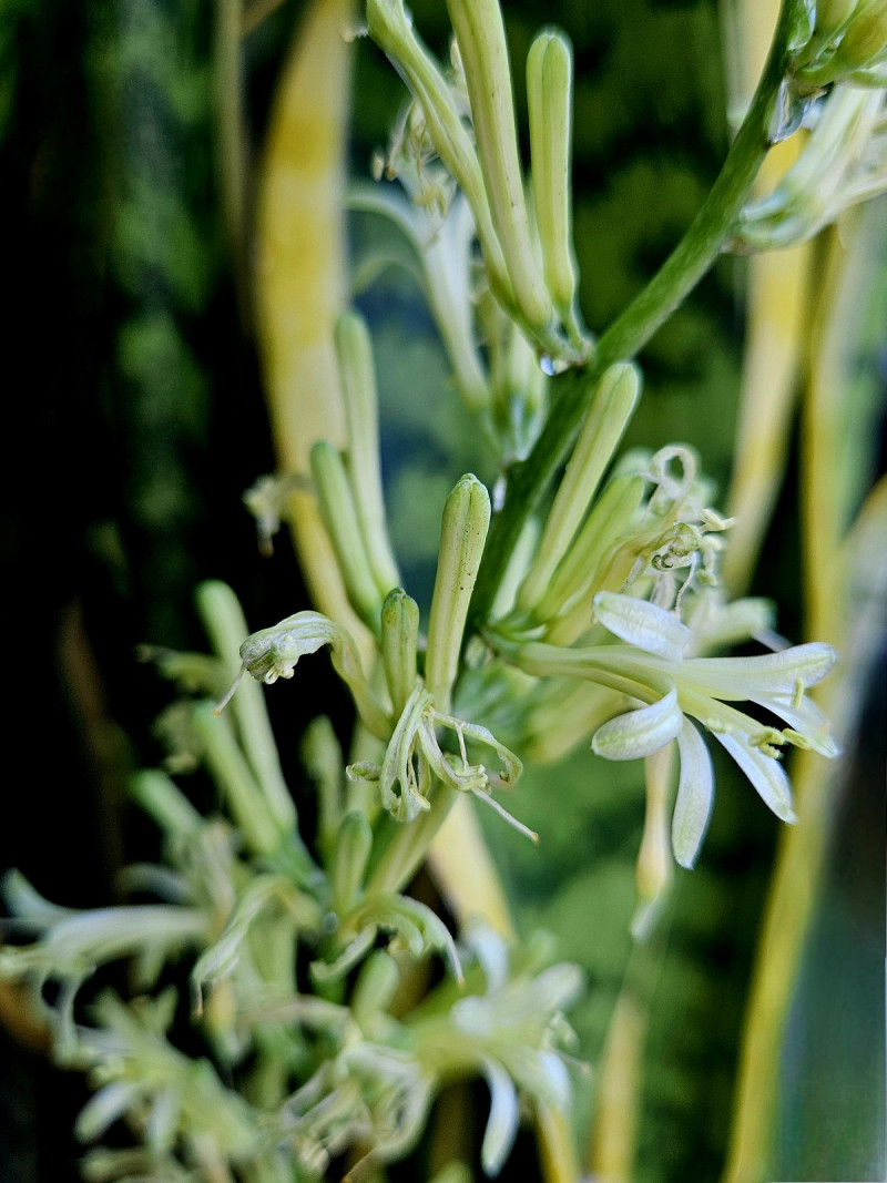 Sansevieria en flor.