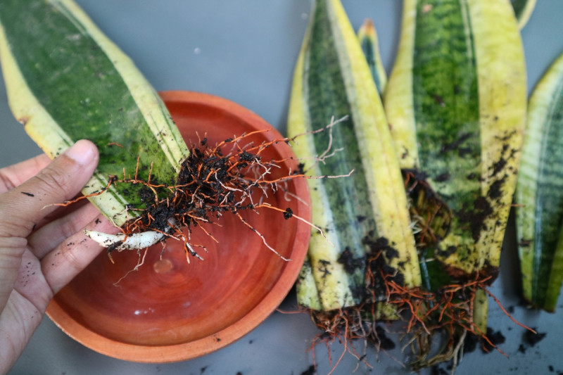 La Sansevieria o lengua de vaca es fácil de reproducir.