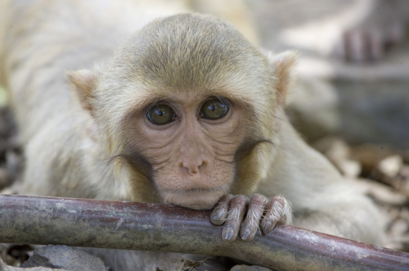 Un mono macaco rhesus apoya su barbilla sobre una tubería de agua en Cayo Santiago