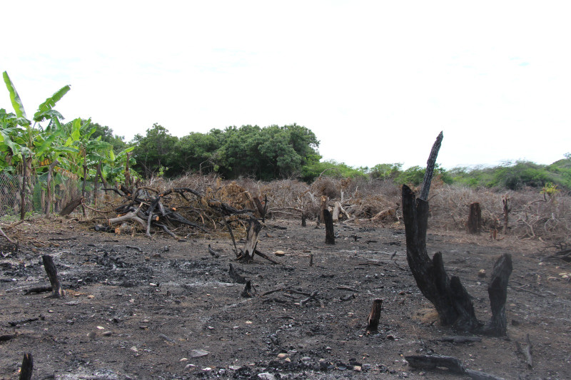 Siguen provocando daños ambientales a la reserva ecológica de Las Dunas de Baní.