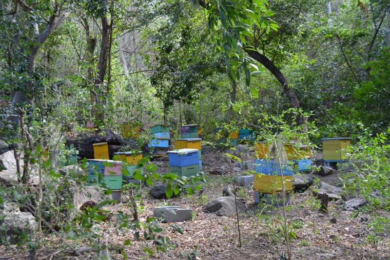 En las zonas de amortiguamiento se pueden realizar actividades compatibles con la conservación. En la imagen: apicultura en la comunidad Los Martínez, en San José de Ocoa.