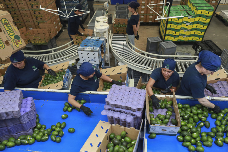 Trabajadoras examinan aguacates en una planta empacadora el miércoles 27 de noviembre de 2024, en Uruapan, México