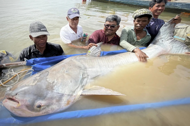 Varias personas sostienen un pez bagre gigante en Mekong.