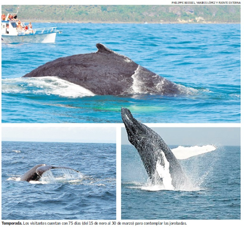 La observación de ballenas está autorizada de 8:00 de la mañana a 4:30 de la tarde.