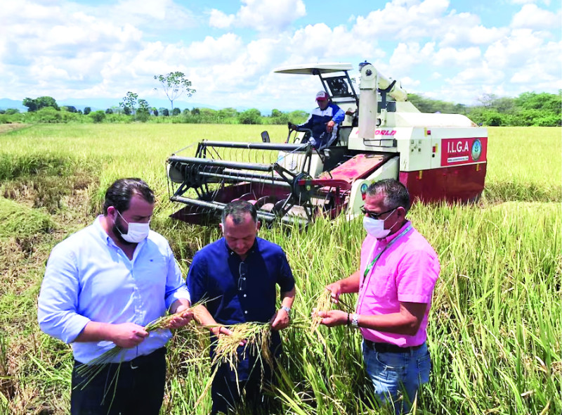 Produtores de arroz del Cibao respaldan la medida del presidente Abinader de aplicar arancel al cereal.