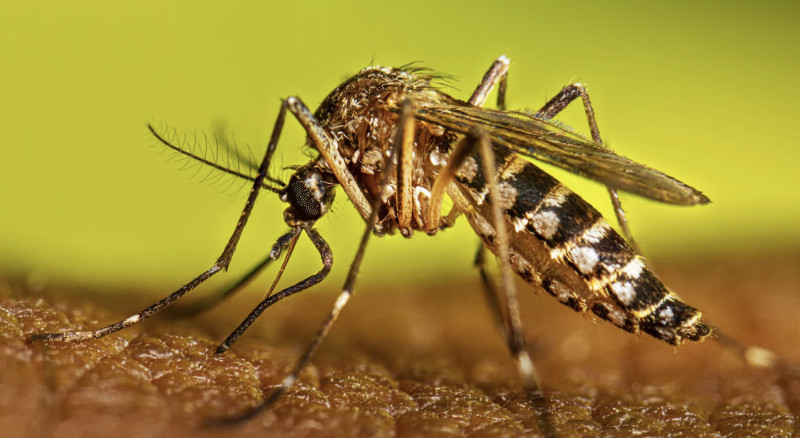 El dengue es transmitido por el mosquito Aedes Aegyti.