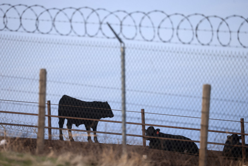 Se ve ganado a lo largo de la I-5 cerca de Coalinga, California, el 17 de diciembre de 2024. - Alrededor de 2,4 millones de personas trabajan en la agricultura en los Estados Unidos, el 44 por ciento de las cuales son indocumentadas, según una encuesta del Departamento de Trabajo.