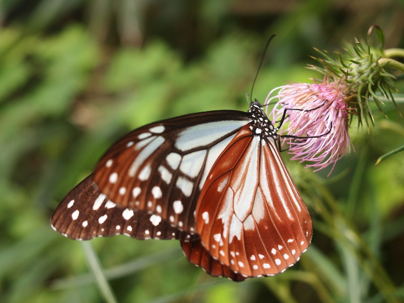 Mariposa tigre castaño