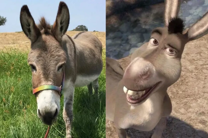 Perry, el burro que inspiró al personaje de la película Shrek