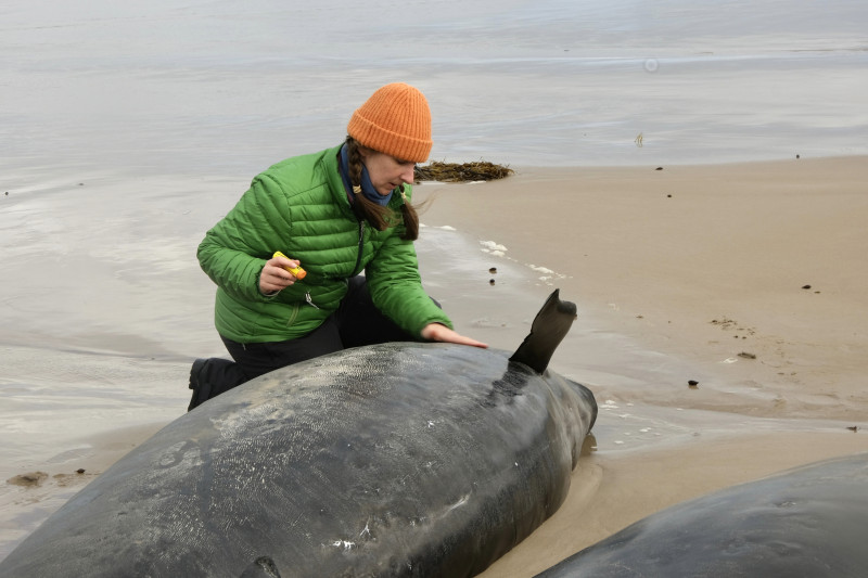 una mujer inspecciona una ballena