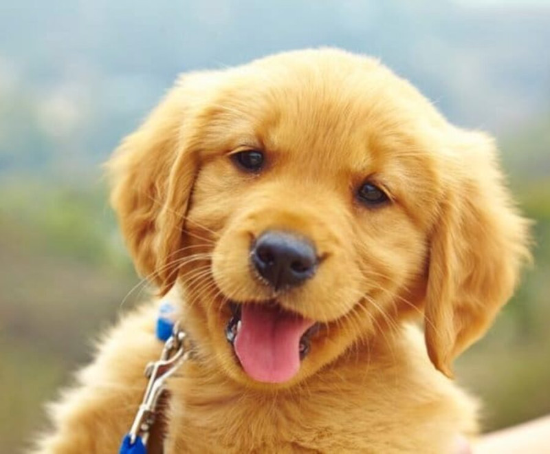 El Listín Diario auspició el Pacto por los Animales.