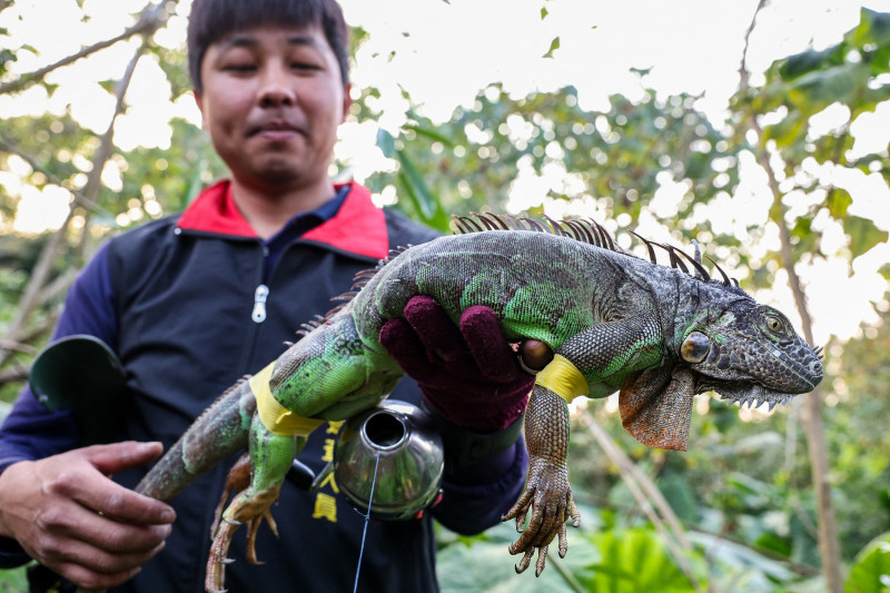 Esta foto tomada el 10 de febrero de 2025 muestra a un cazador contratado por el gobierno sosteniendo una iguana capturada en Pingtung. La población de iguanas de Taiwán se ha disparado desde que los lagartos gigantes de lomo puntiagudo fueron introducidos desde América Central y del Sur hace más de 20 años como mascotas exóticas. Muchos escaparon o fueron abandonados por sus dueños y se han reproducido rápidamente en el clima cálido del sur de Taiwán, invadiendo vecindarios y devastando los cultivos de los agricultores. (Foto de I-Hwa Cheng / AFP) / TO GO WITH AFP STORY TAIWÁN-MEDIO AMBIENTE-AGRICULTURA-PLAGAS-IGUANAS, REPORTAJE DE ALLISON JACKSON, I-HWA CHENG Y AKIO WANG