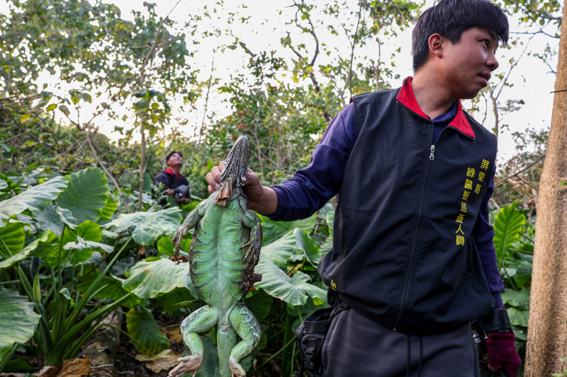 Esta foto tomada el 10 de febrero de 2025 muestra al cazador contratado por el gobierno Li Wei-po sosteniendo una iguana capturada en Pingtung. La población de iguanas de Taiwán se ha disparado desde que los lagartos gigantes de lomo puntiagudo fueron introducidos desde América Central y del Sur hace más de 20 años como mascotas exóticas. Muchos escaparon o fueron abandonados por sus dueños y se han reproducido rápidamente en el clima cálido del sur de Taiwán, invadiendo vecindarios y devastando los cultivos de los agricultores. (Foto de I-Hwa Cheng / AFP) / TO GO WITH AFP STORY TAIWÁN-MEDIO AMBIENTE-AGRICULTURA-PLAGAS-IGUANAS, REPORTAJE DE ALLISON JACKSON, I-HWA CHENG Y AKIO WANG