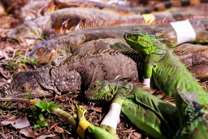 Esta foto tomada el 10 de febrero de 2025 muestra iguanas capturadas con las patas atadas mientras los cazadores buscan a los lagartos en Pingtung. La población de iguanas de Taiwán se ha disparado desde que los lagartos gigantes de lomo puntiagudo fueron introducidos desde América Central y del Sur hace más de 20 años como mascotas exóticas. Muchos escaparon o fueron abandonados por sus dueños y se han reproducido rápidamente en el clima cálido del sur de Taiwán, invadiendo vecindarios y devastando los cultivos de los agricultores. (Foto de I-Hwa Cheng / AFP) / TO GO WITH AFP STORY TAIWÁN-MEDIO AMBIENTE-AGRICULTURA-PLAGAS-IGUANAS, REPORTAJE DE ALLISON JACKSON, I-HWA CHENG Y AKIO WANG